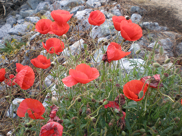 Roter Mohn Mohnblime in Wollin Uckermark