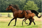 Hafflinger Pferde in der Uckermark/Wollin